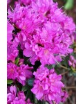 Рододендрон / Азалія Гейша Ліла (фіолетова) | Rhododendron/ Azalea japonica Geisha Lila | Рододендрон/Азалия Гейша Лила (фиолетовый)